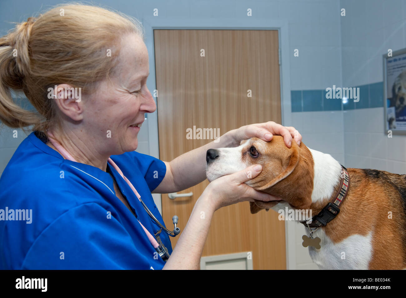 Veterinaria PDSA enfermera en un hospital de animales examinando un perro Beagle Foto de stock
