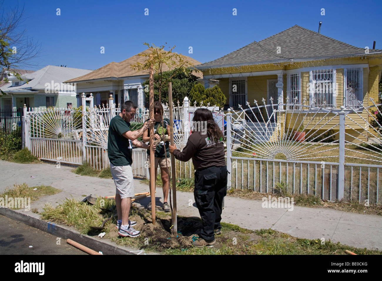 La plantación de árboles en el Sur Centro de Los Angeles, California, EE.UU. Foto de stock