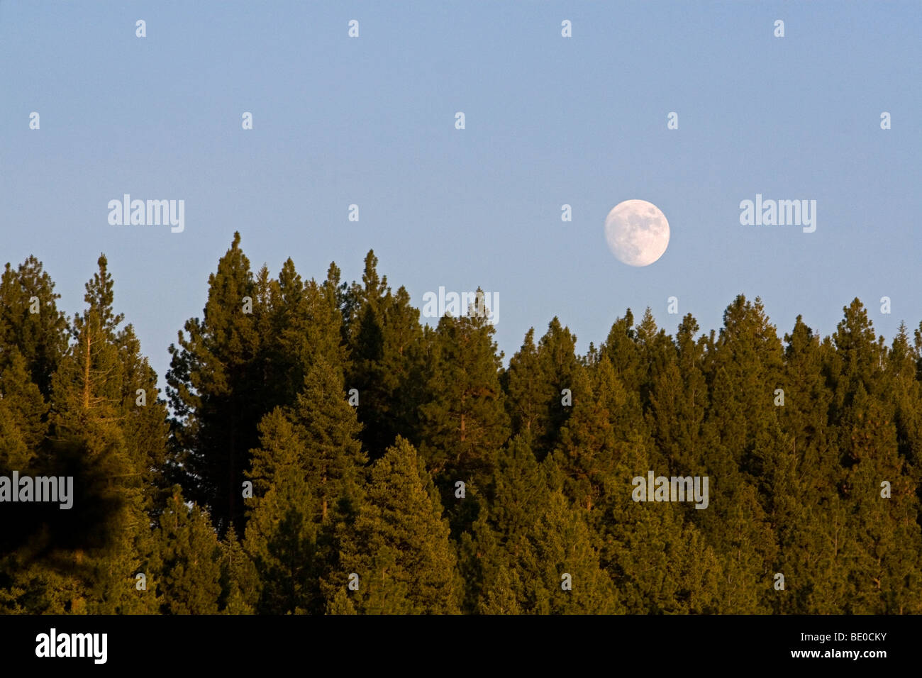 Luna sobre un bosque de pinos de Idaho. Foto de stock
