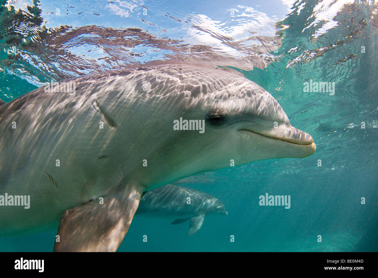Atlantic Delfín mular, Tursiops truncatus, Curazao, Antillas Neerlandesas, del Caribe. Foto de stock
