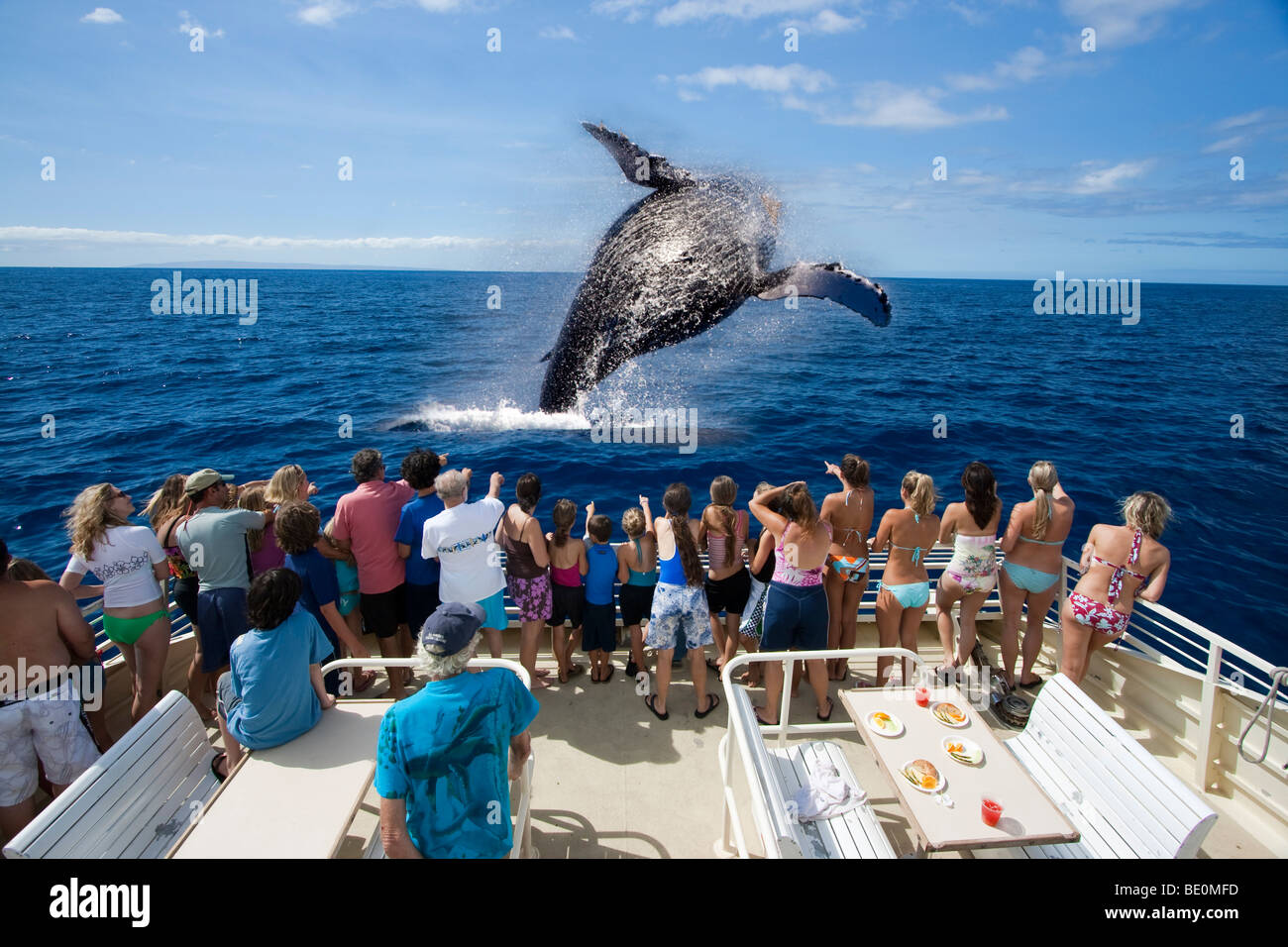 Infringir la ballena jorobada, Megaptera novaeangliae. Hawaii. Foto de stock