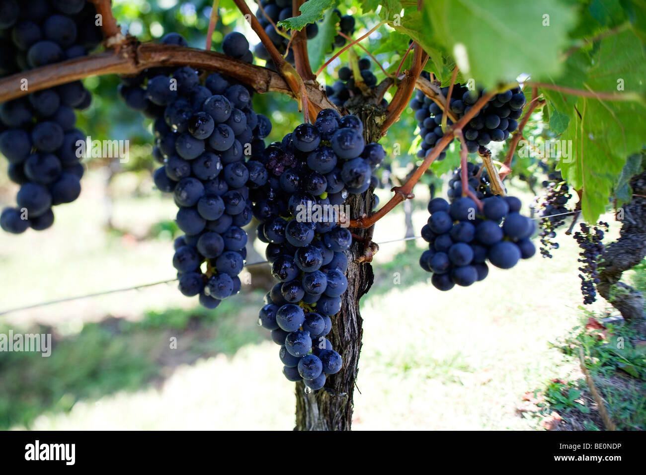 Las uvas crecen en vides en las afueras de St Emilion en la región productora de vino de Burdeos, en Francia Foto de stock