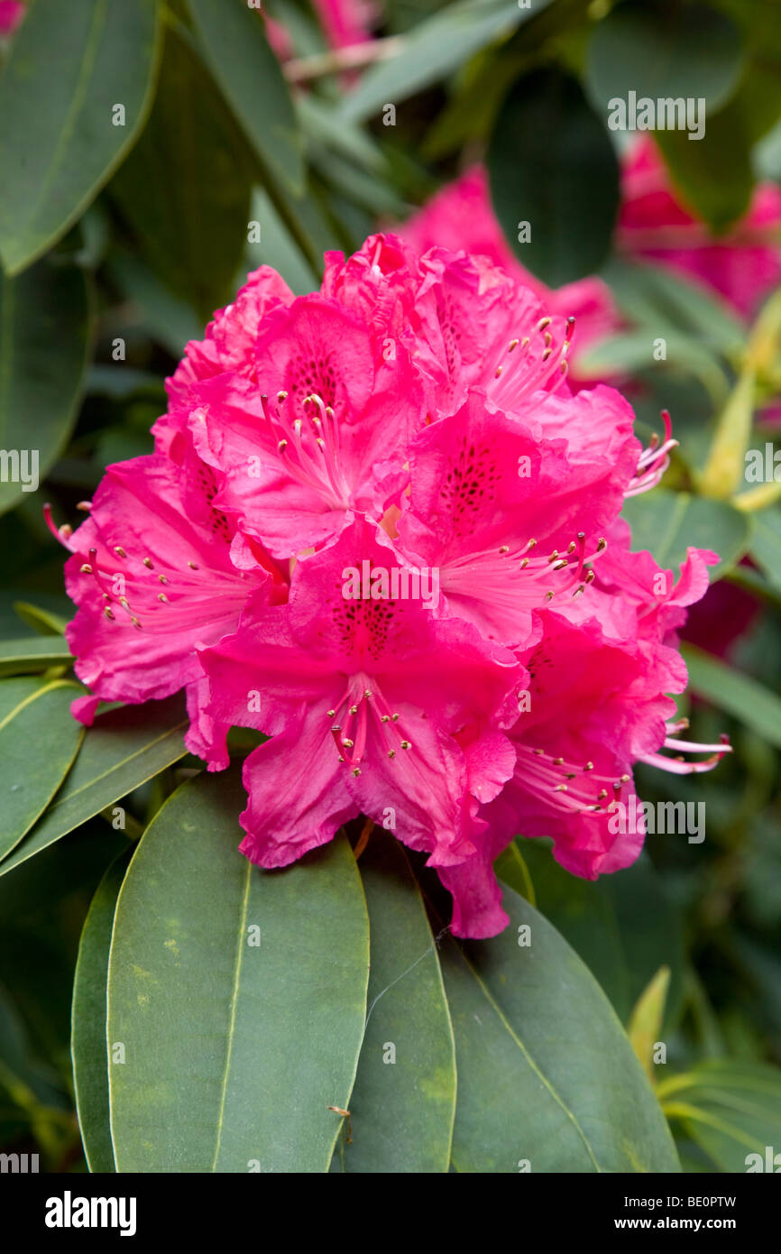Rhododendron; flor rosa; Cornwall Foto de stock