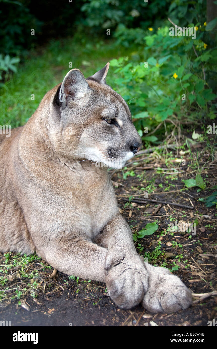 El (Puma concolor (también conocido como el Pantera o el león de montaña Fotografía de stock - Alamy