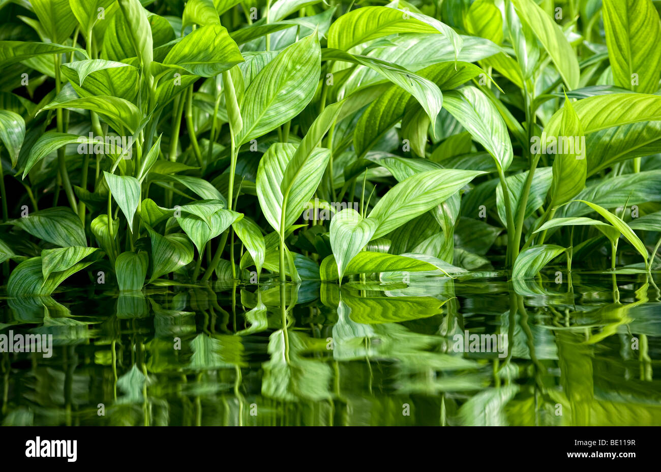 Exuberantes y verdes plantas que crecen en el agua de un río y su reflejo Foto de stock