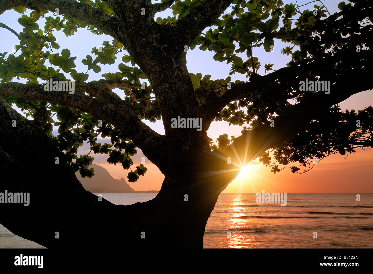 Puesta de sol en la Bahía de Hanalei con árbol de mangle. Kauai, Hawai Foto de stock