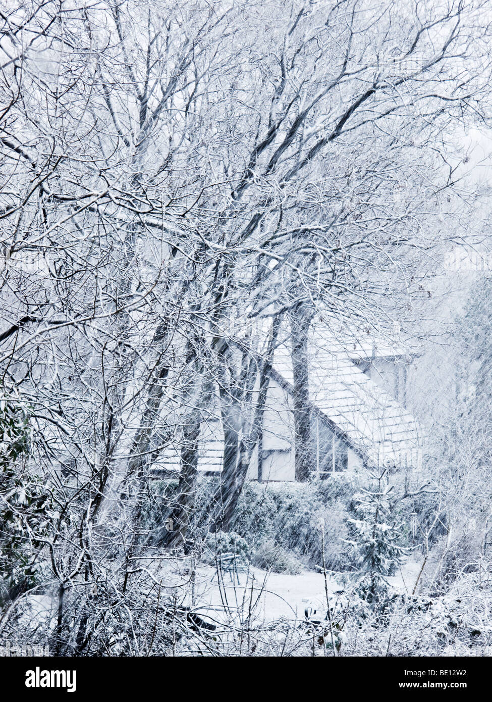 Árboles de invierno en Tormenta de nieve Foto de stock