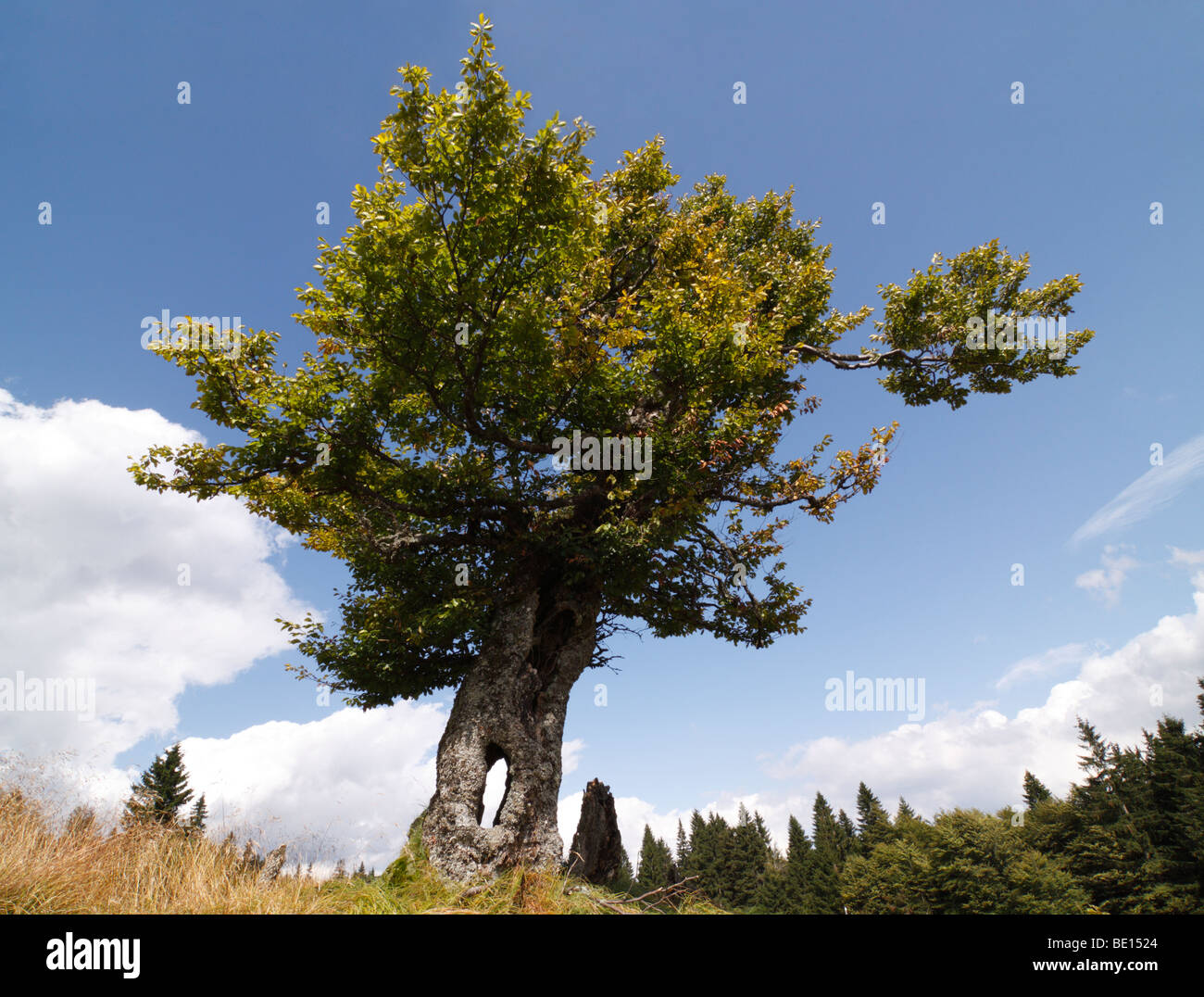 Un árbol hueco sobre Jährlingsschachten, un pasto de alta montaña en el Parque Nacional del Bosque Bávaro. Foto de stock