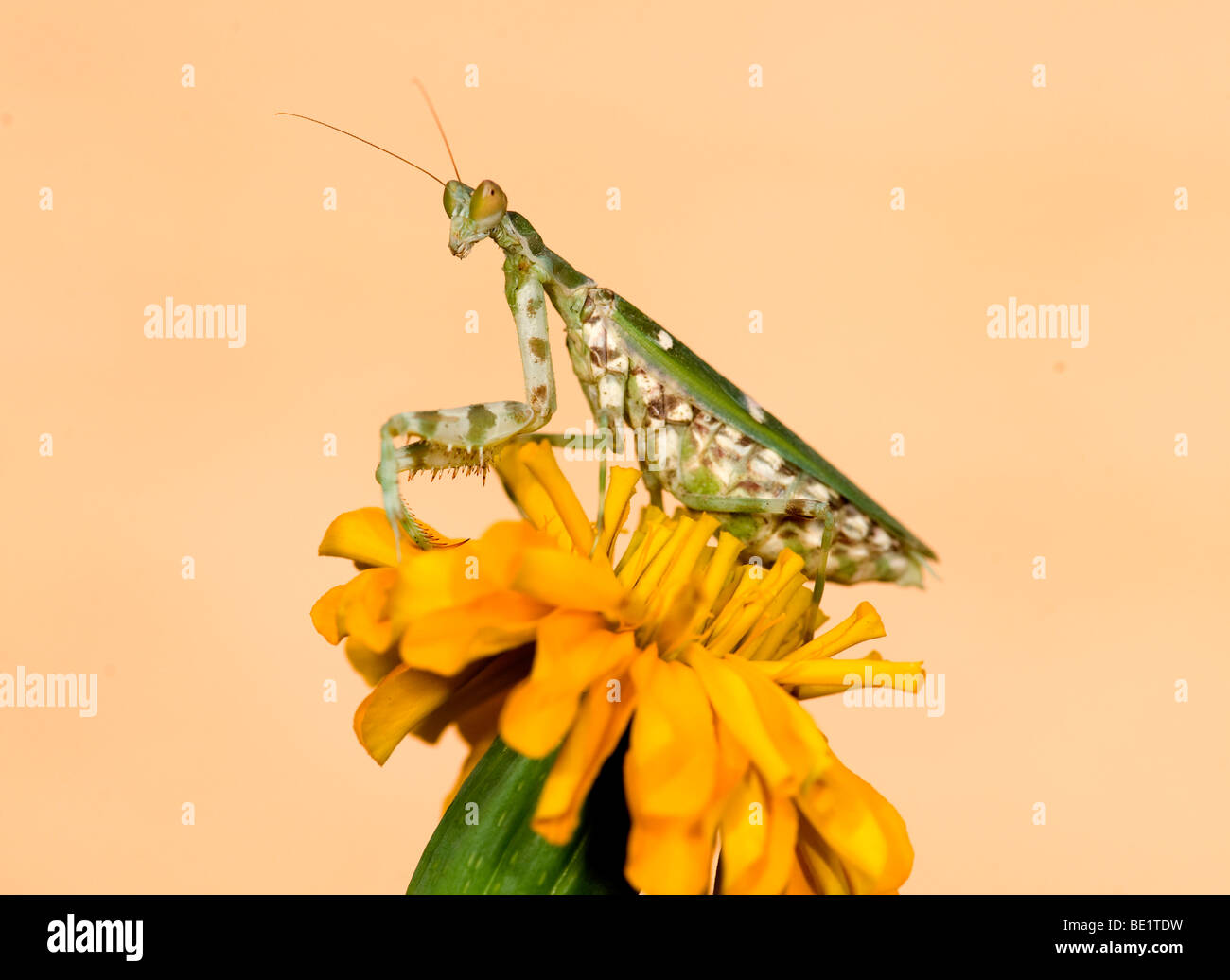 Mantis Flor indio Creobroter meleagris Parque Nacional Bandhavgarh mantid en flor amarilla Foto de stock
