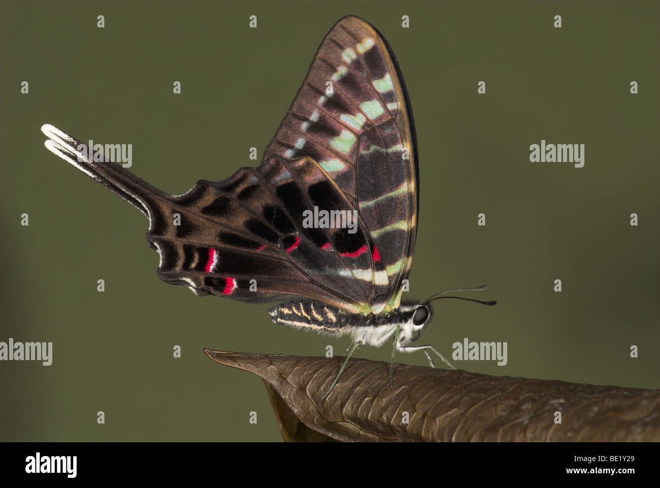 Graphium colonna vista lateral de alas de mariposa cerrada swordtail long tail sobre leaf forest Foto de stock