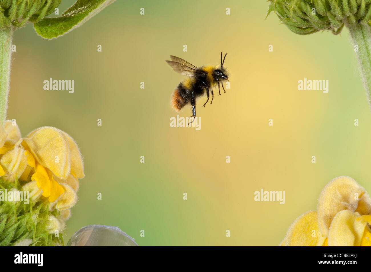 Cola roja de abejorros Bombus pratorum en vuelo libre volando a través de flores amarillas técnica fotográfica de alta velocidad Foto de stock