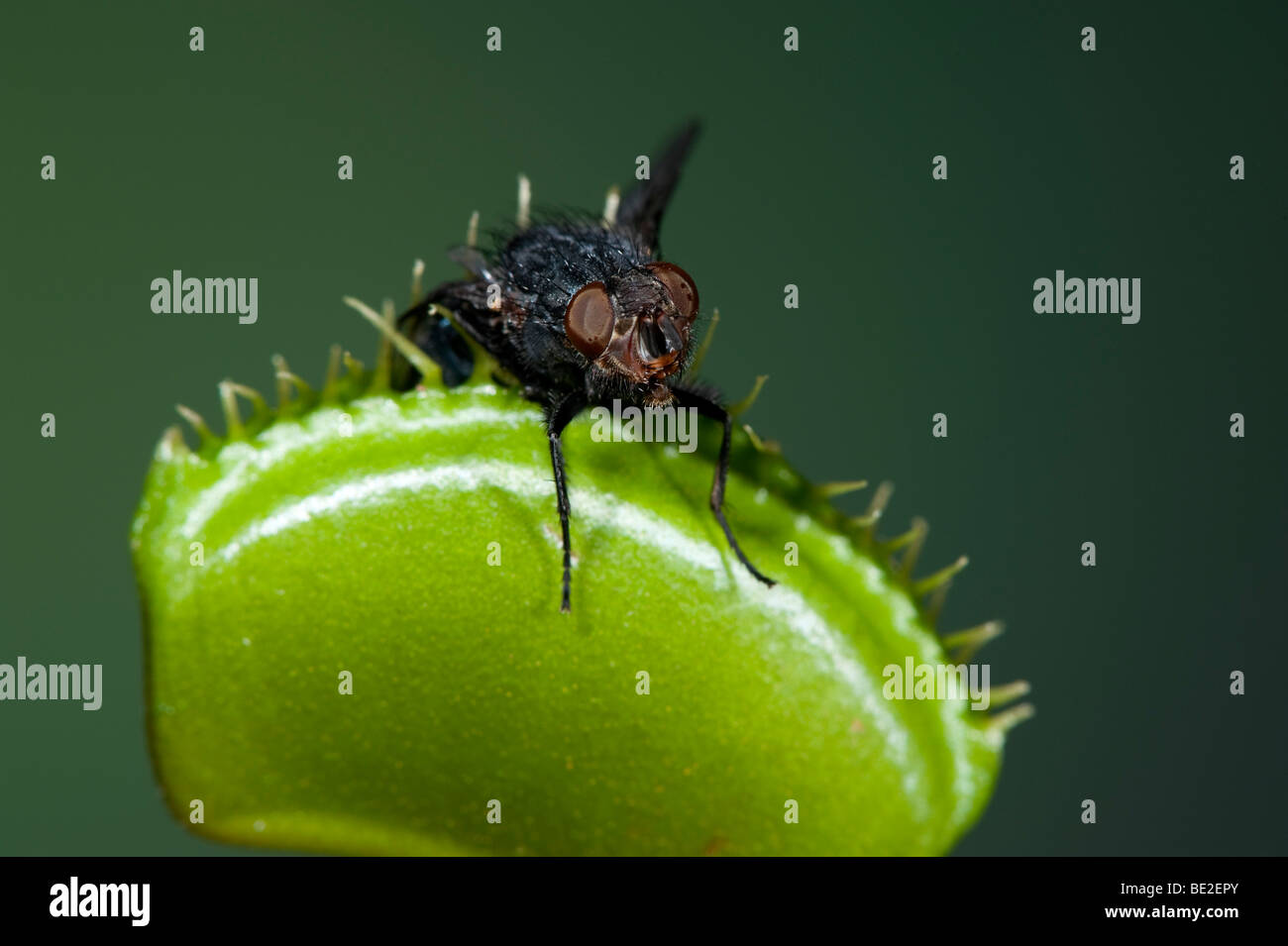 Atrapamoscas Dionaea muscipula trampa cerrada con insecto Foto de stock