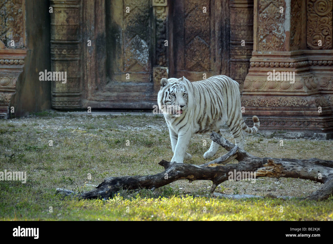 Tigre de Bengala blanco delante de ruinas indias. Foto de stock