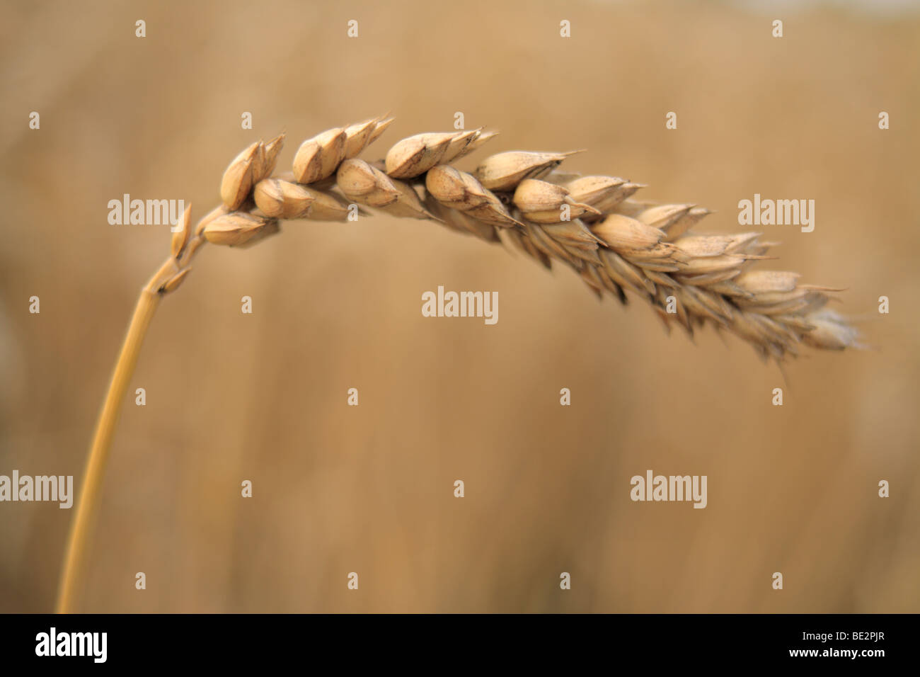 Espiga de trigo de invierno Foto de stock