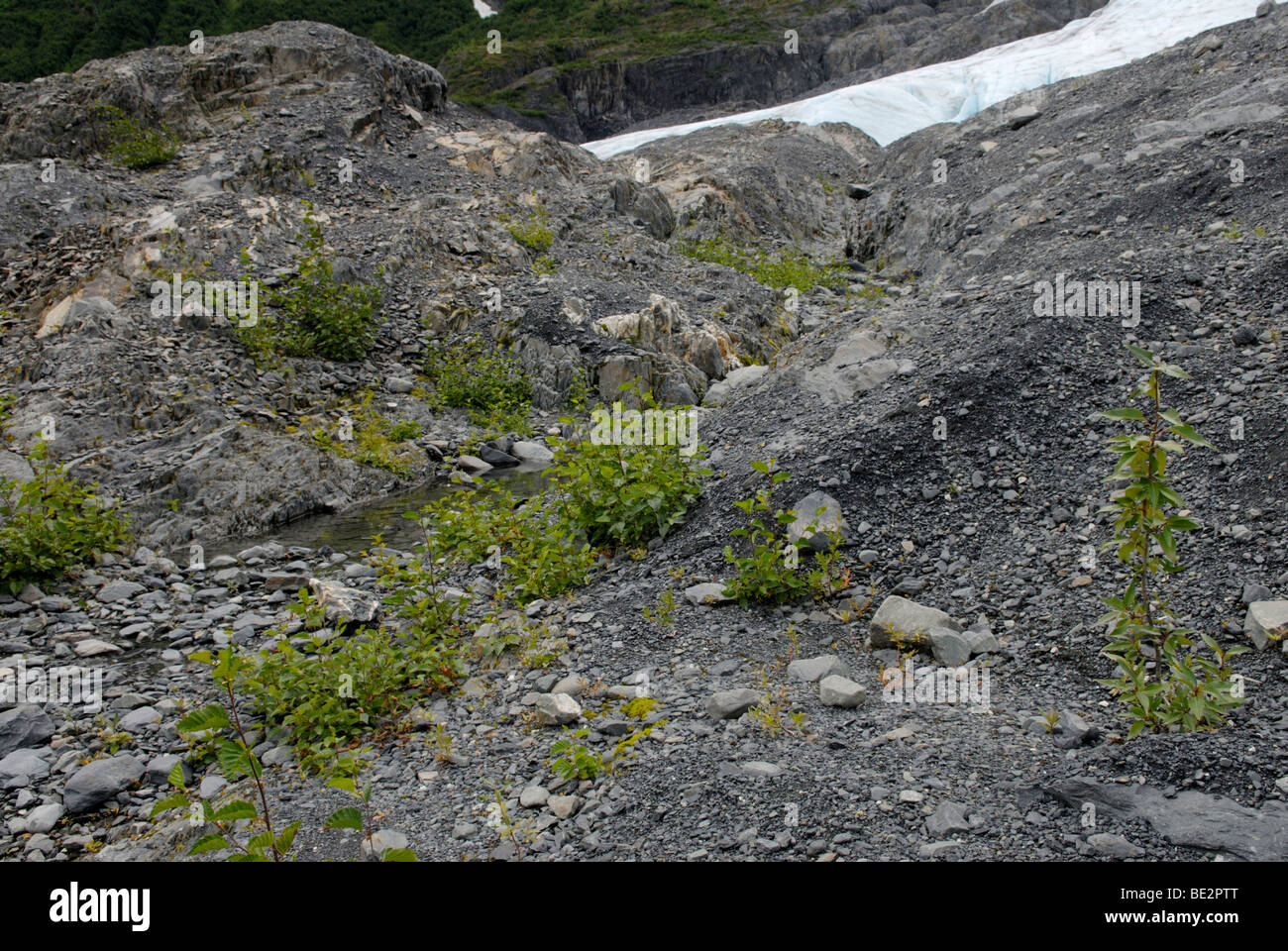Sucesión ecológica primaria, el nuevo crecimiento de la planta, cerca de un glaciar en retirada, Alaska Foto de stock