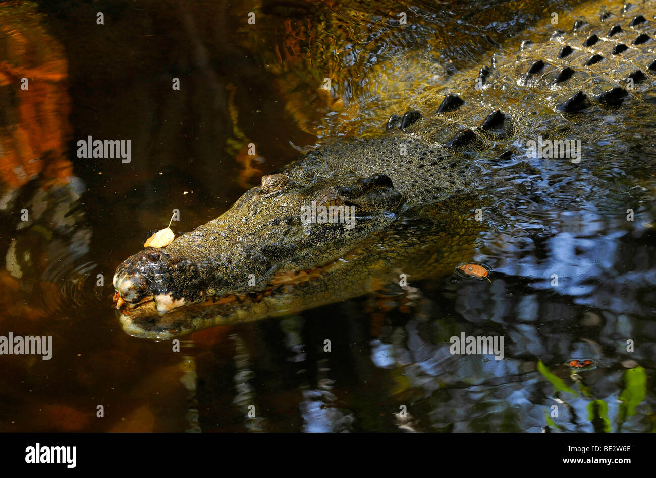 Estuarinos, el cocodrilo de agua salada (Crocodylus porosus), Queensland, Australia Foto de stock