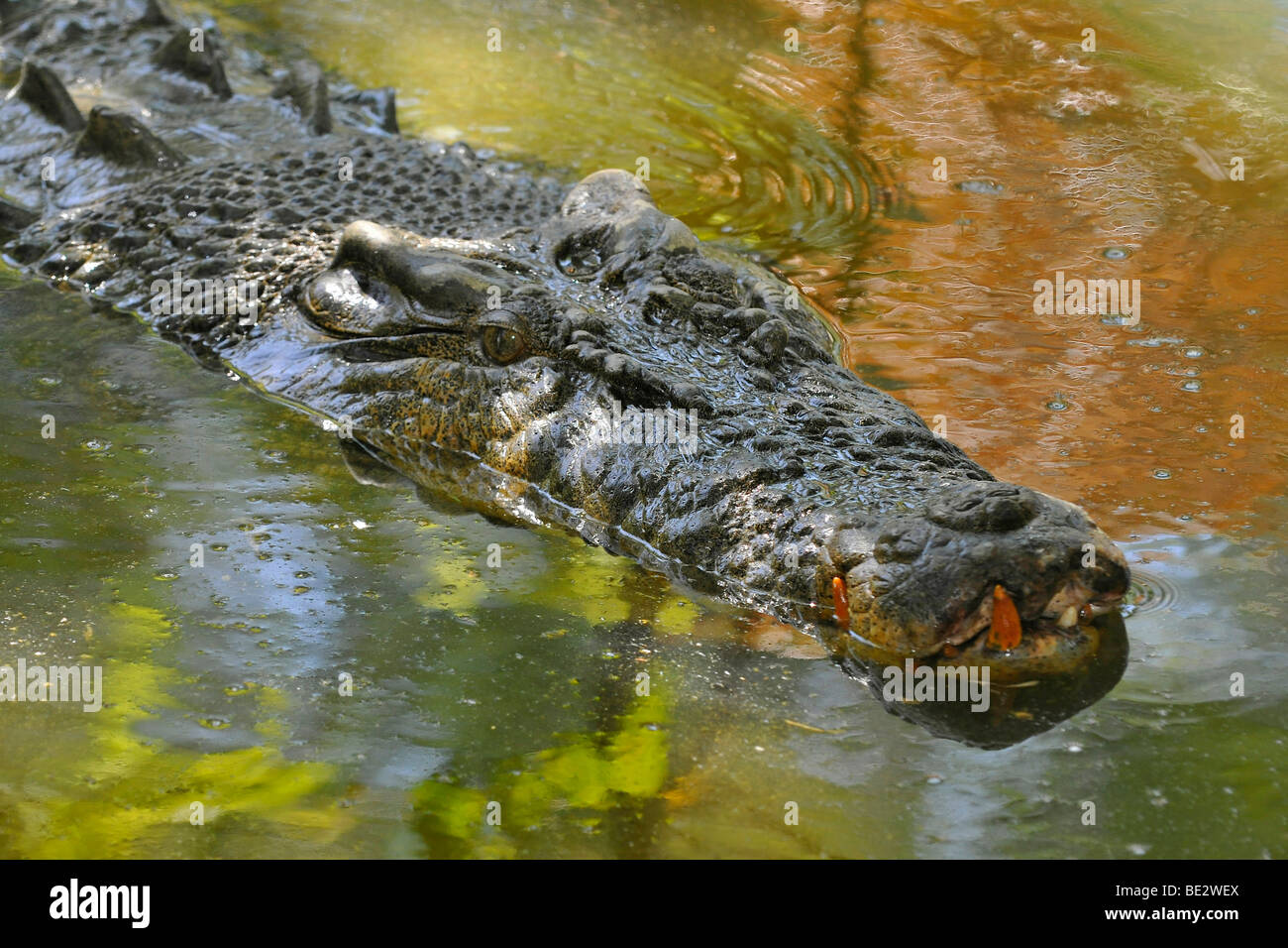 Estuarinos, el cocodrilo de agua salada (Crocodylus porosus), Queensland, Australia Foto de stock
