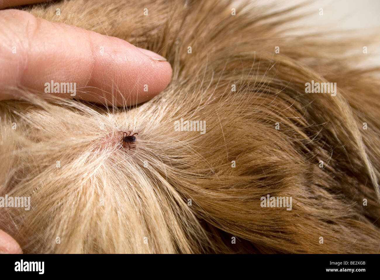 Marque enterrar en el pelo del perro Foto de stock