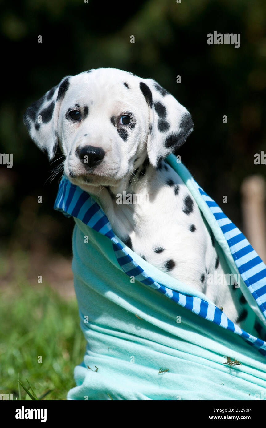 Envuelto en una manta de cachorros dálmata Foto de stock