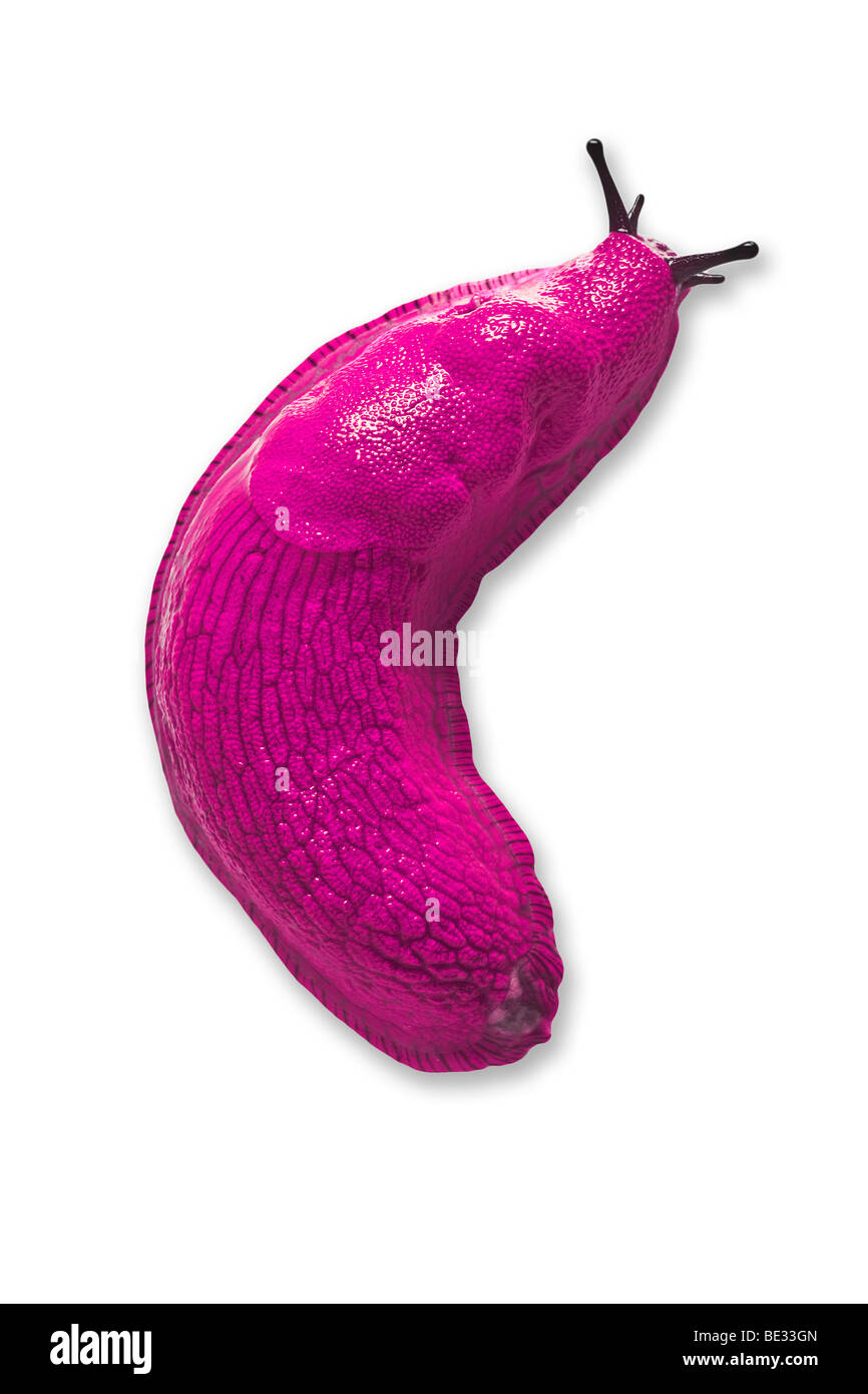 Una tierra slug se tiñe de rosa (fotomontaje). Limace terrestre colorisée en rose (fotomontaje). Foto de stock