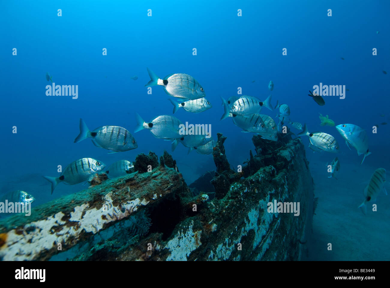 Blanco besugos cerca de naufragio, Diplodus sargus cadenati, Lanzarote, Islas Canarias, en el Océano Atlántico, España Foto de stock