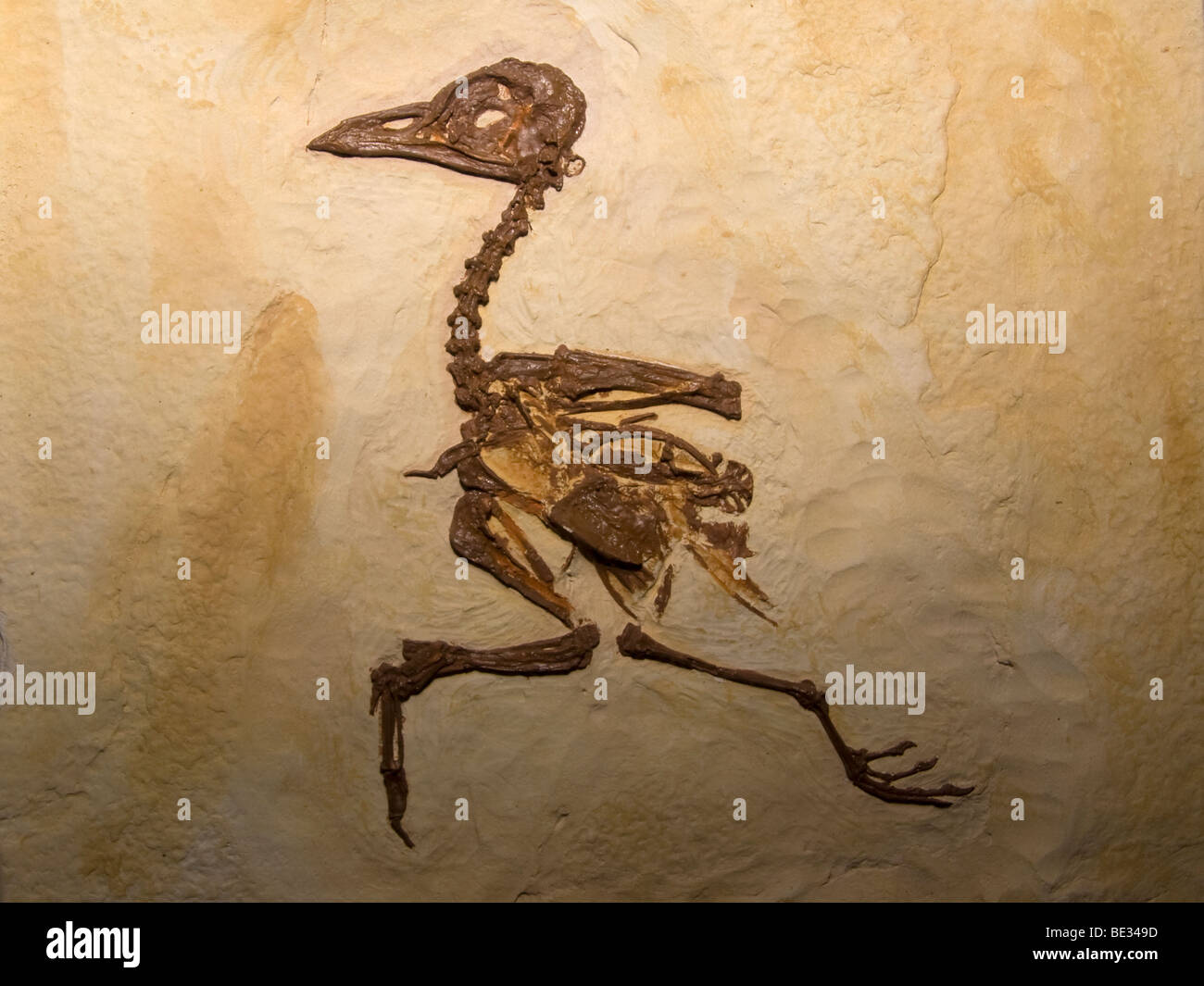Pájaro fósil fotografías e imágenes de alta resolución - Alamy