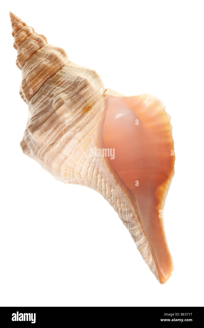 Seashell aislado sobre fondo blanco puro Foto de stock
