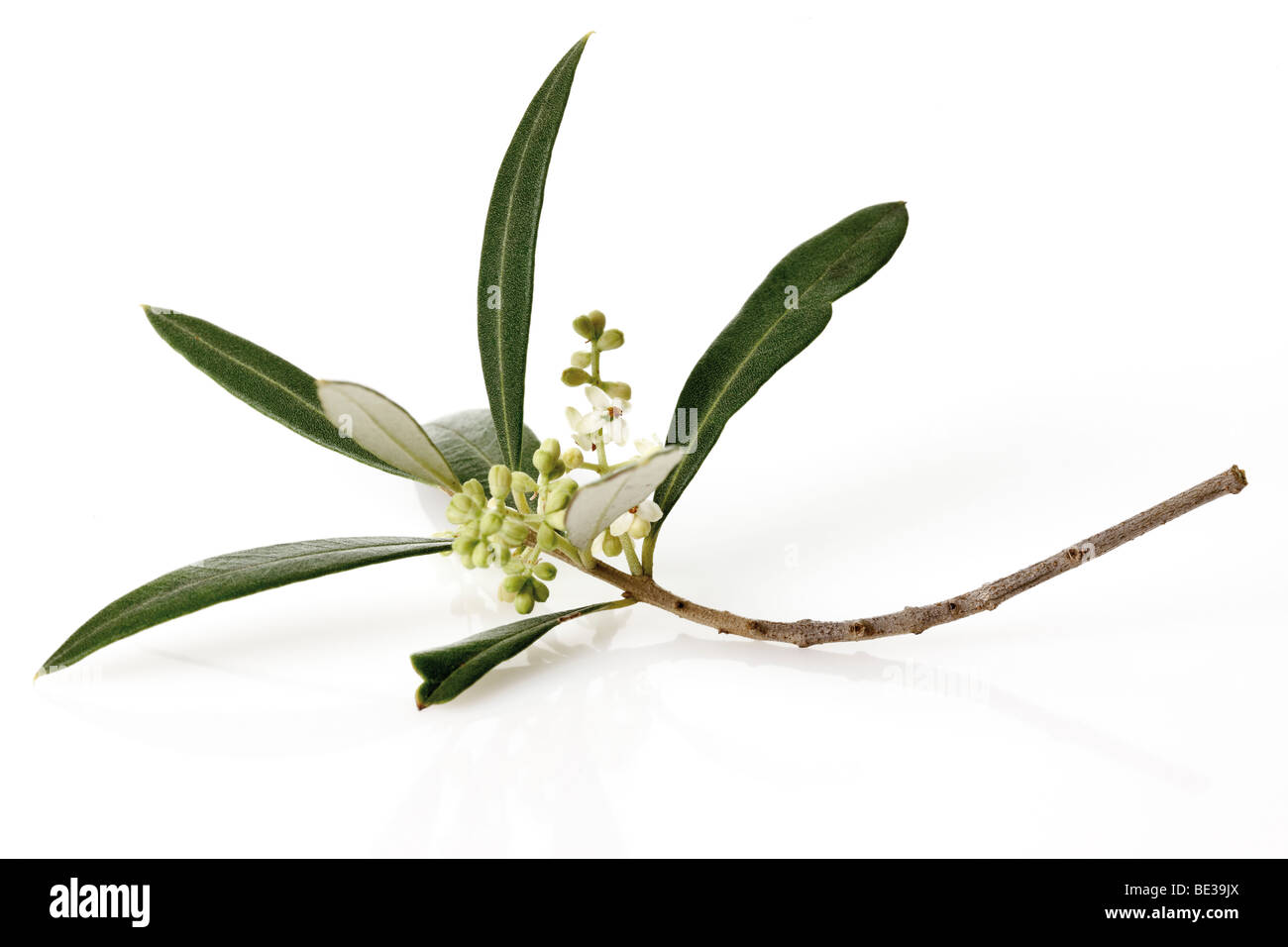 La rama de olivo flores Foto de stock