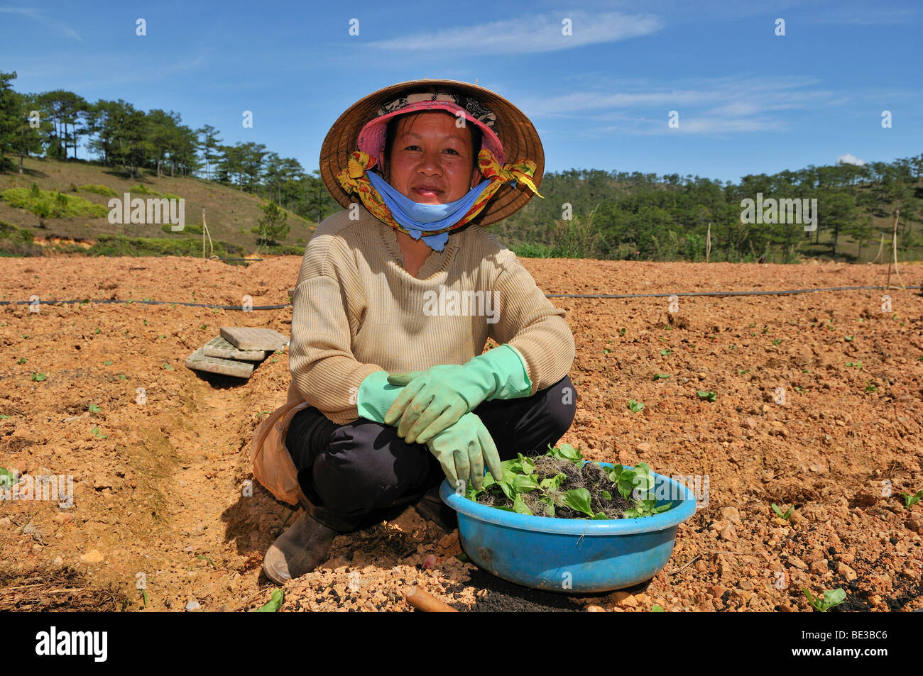 Las mujeres que trabajan en el campo, Dalat, Sierra Central, Vietnam, Asia Foto de stock