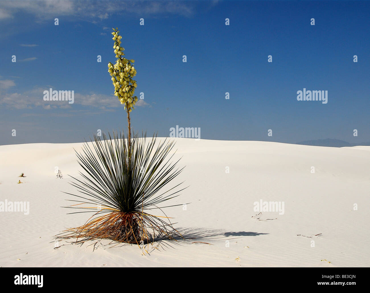 Floreciente del árbol de jabón la yuca (Yucca elata) en el Parque Nacional de White Sands, Nuevo México, Estados Unidos, América del Norte Foto de stock