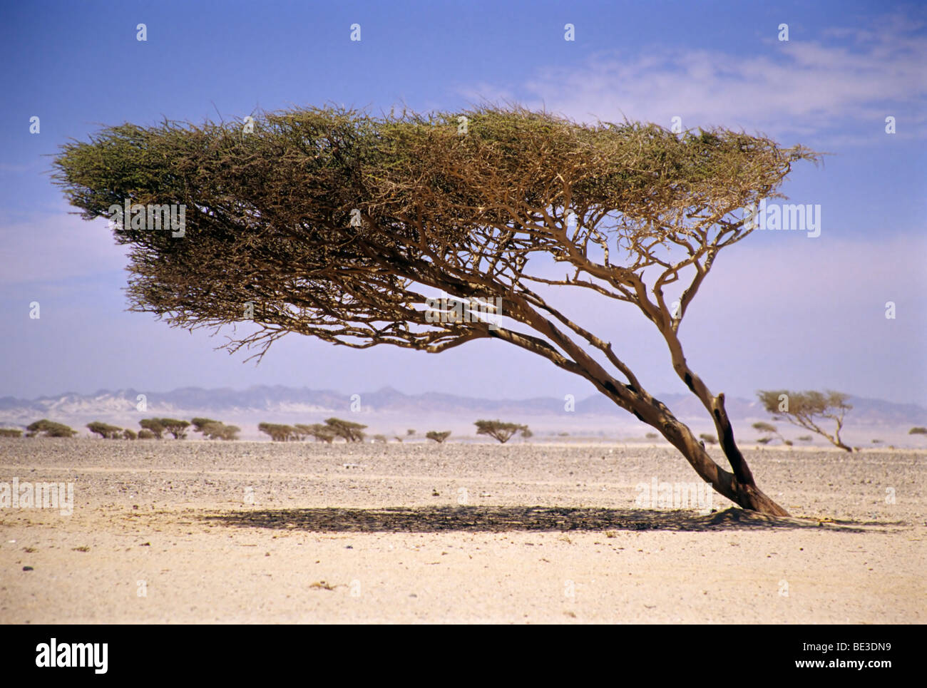Árboles doblados por el viento, torcido, árbol, árboles de acacia, desierto, Egipto, África Foto de stock