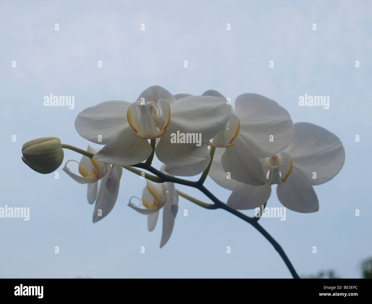Uno de los populares flor en Indonesia y convertirse en uno de Flor Nacional Indonesio Fotografía de stock - Alamy Uno de los populares flor en Indonesia y convertirse en uno de Flor Nacional Indonesio Fotografía de stock - Alamy