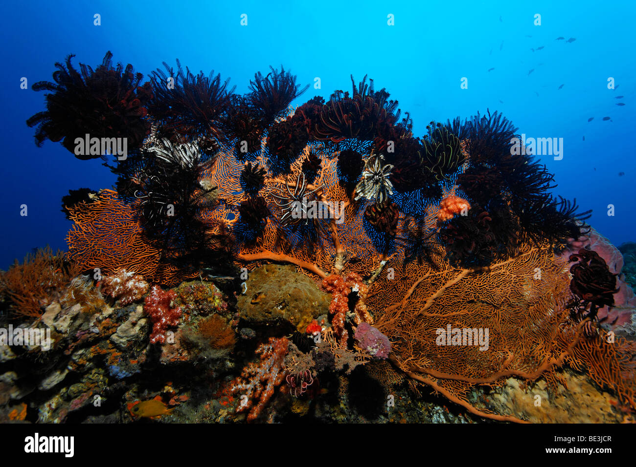 Fan de mar (Annella mollis) con numerosas estrellas de plumas (Crinoidea), Kuda, Bali, Indonesia, del Océano Pacífico Foto de stock