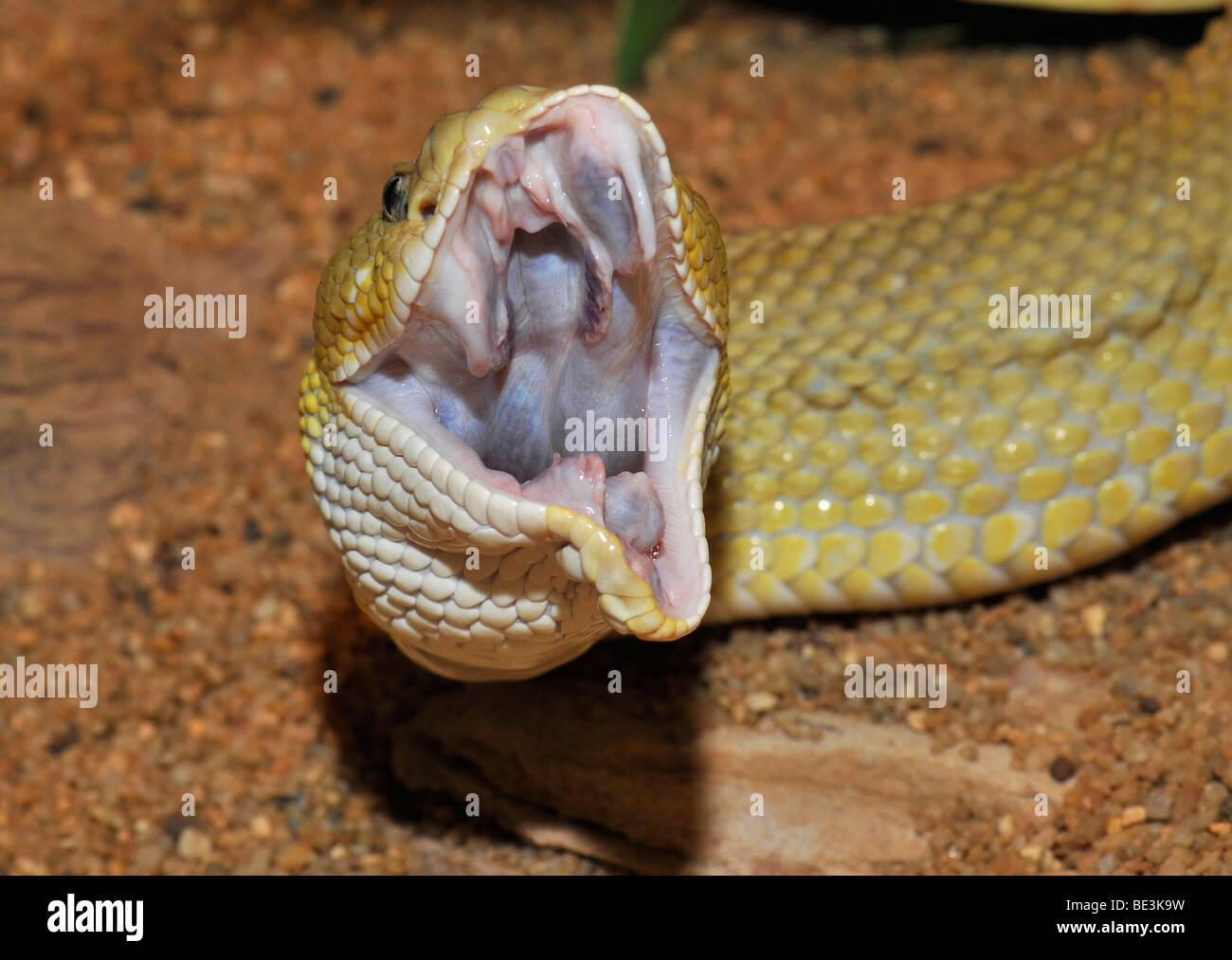 La costa oeste de México (serpientes de cascabel Crotalus basiliscus), la boca abierta, en el oeste de México Foto de stock