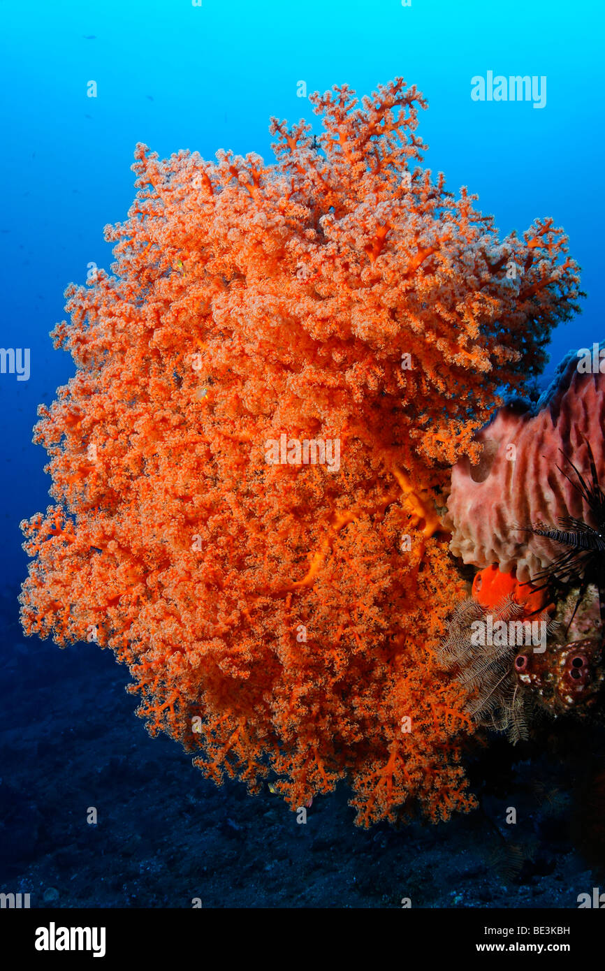 Rosa coral blando (Siphonogorgia godeffroyi), Kuda, Bali, Indonesia, del Océano Pacífico Foto de stock