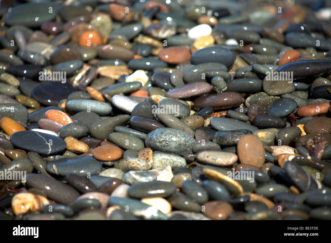 Húmedo suave guijarros en una playa de guijarros Foto de stock