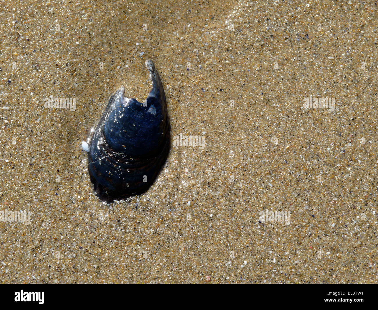 Rotura de concha de mejillón en playa de arena húmeda Foto de stock