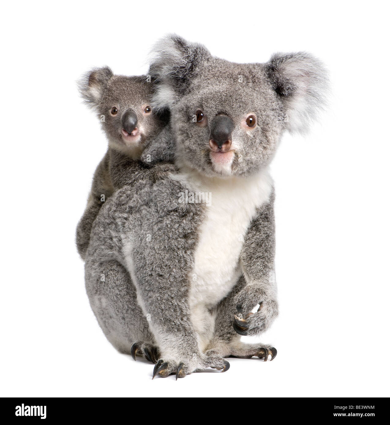 Retrato de osos Koala, 4 años y 9 meses de edad, Phascolarctos cinereus, delante de un fondo blanco Foto de stock