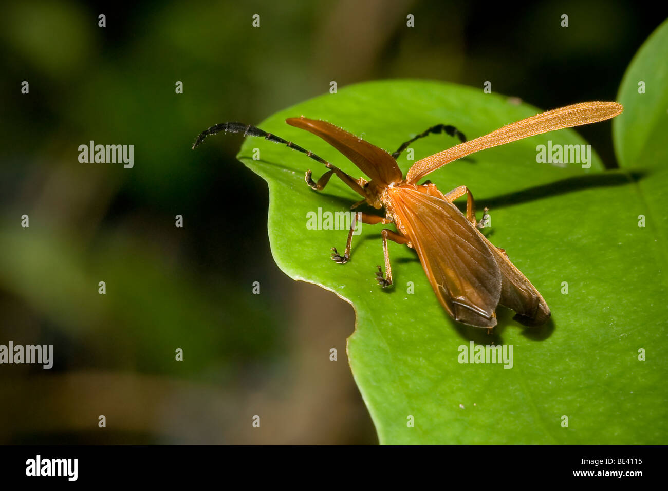 Net-escarabajo alado lanzando al vuelo; el orden Coleoptera, familia Lycidae. Los ï¿½itros están planteadas exponiendo las alas. Foto de stock