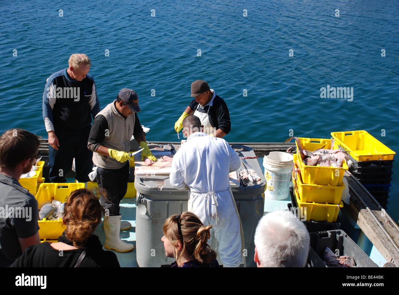 Mercado de domingo en Wellington, Nueva Zelanda. Se vende pescado fresco directamente desde el barco. Aquí el velero con preparar el pescado para su venta. Foto de stock