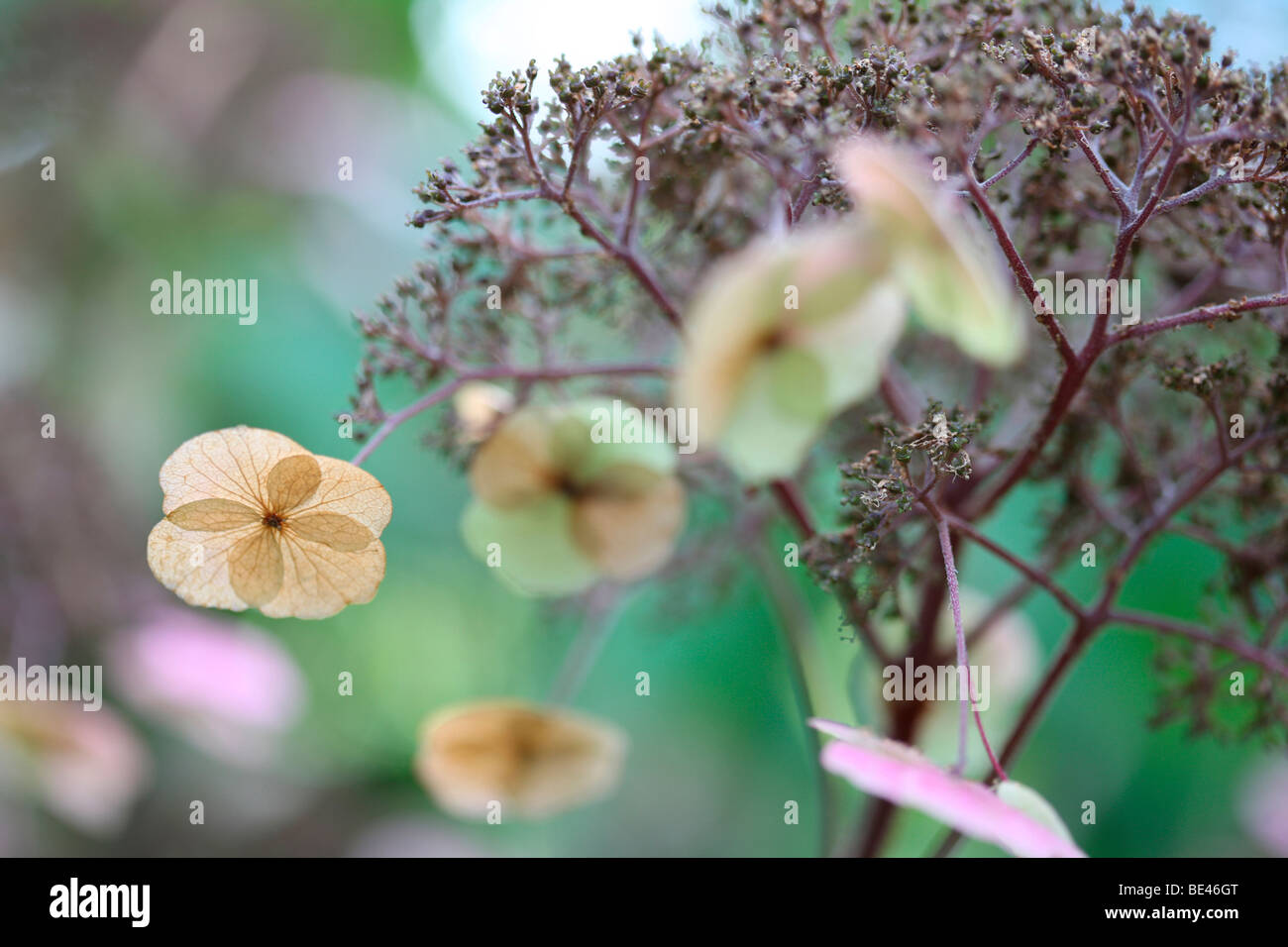 Floración Wild Hydrangea Sargentiana encantadora planta rústica-fotografía artística Jane-Ann Butler Fotografía JABP609 Foto de stock