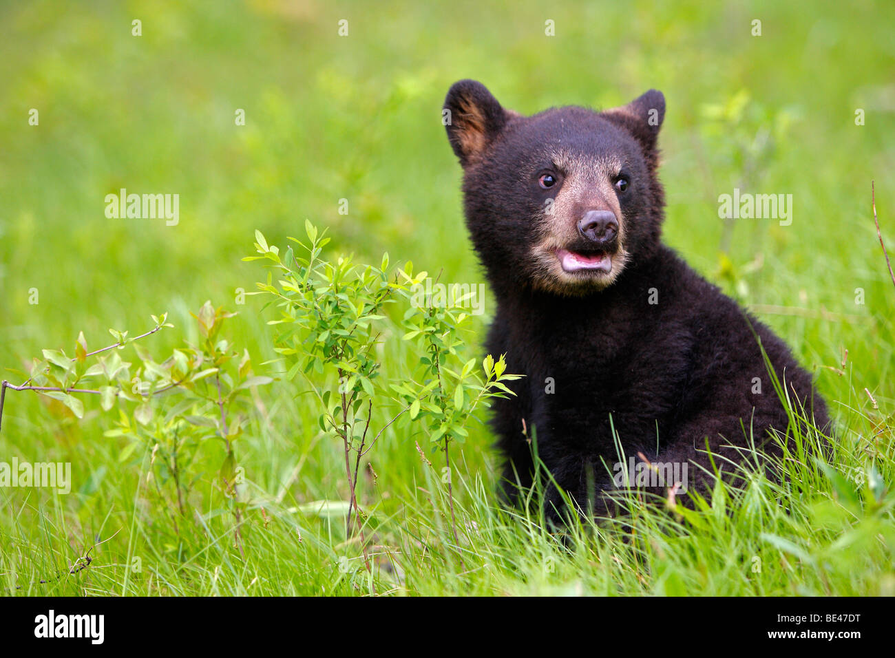 Oso negro americano (Ursus americanus). Cuatro meses de antigüedad cub sentados en el césped. Foto de stock