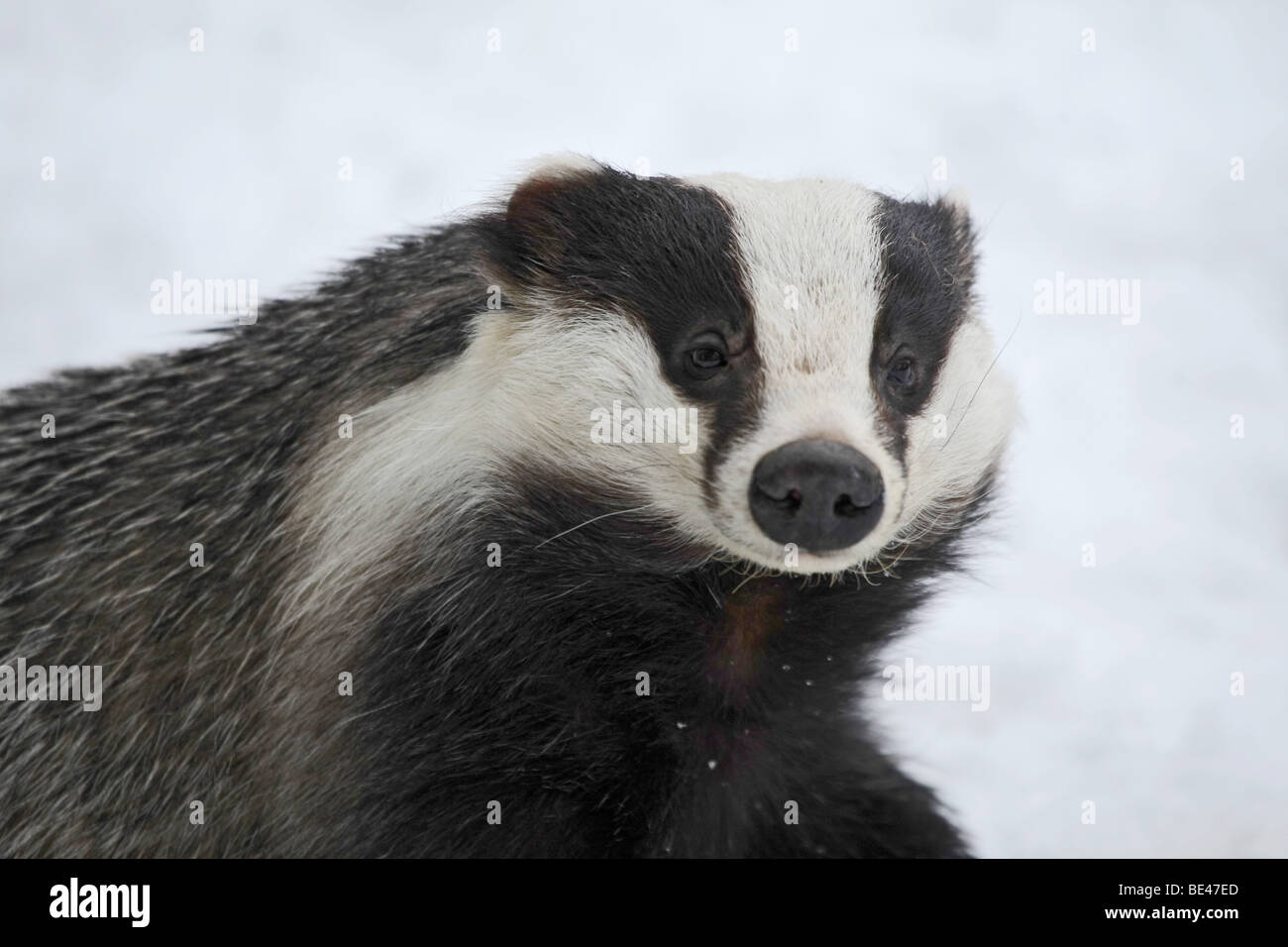 Un tejón la caza con fines alimentarios en la nieve. Foto de stock