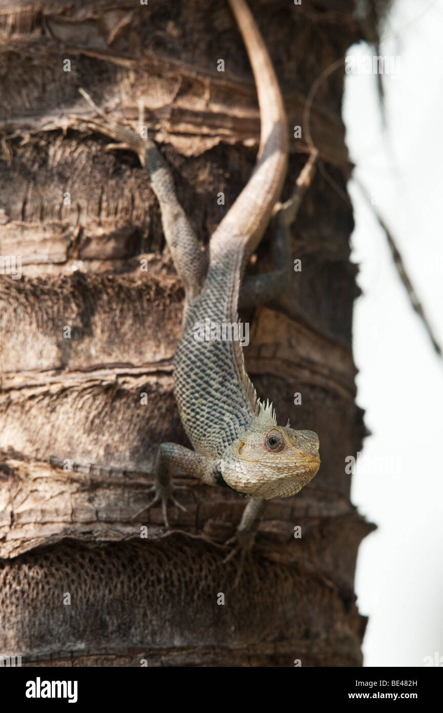Calotes versicolor. Lizard sobre un tronco de árbol de palma de coco. En Andhra Pradesh, India Foto de stock