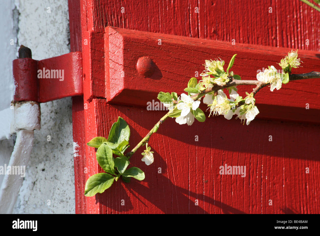 Apple Blossom sucursal en frente de contraventanas de color rojo Foto de stock