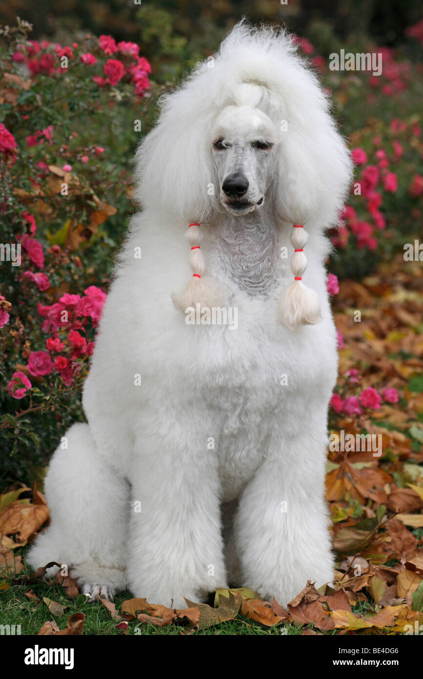 Caniche, poodle royal, de 2,5 años, sentada en un prado, en otoño Foto de stock