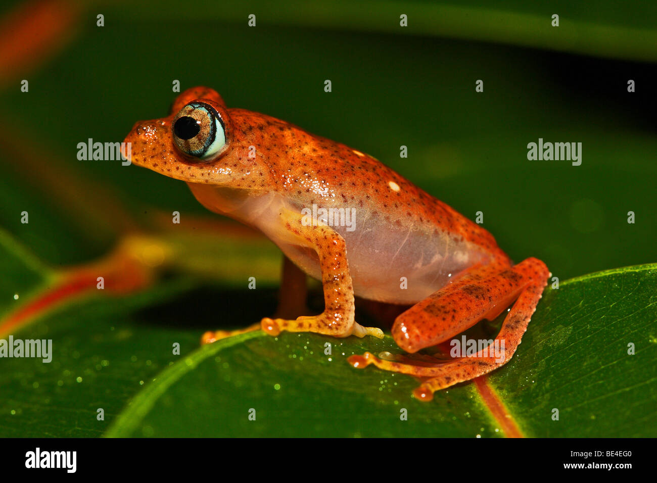 Poison Dart Frog (Boophis pirro), de Ranomafana, en la costa oriental, Madagascar, África Foto de stock