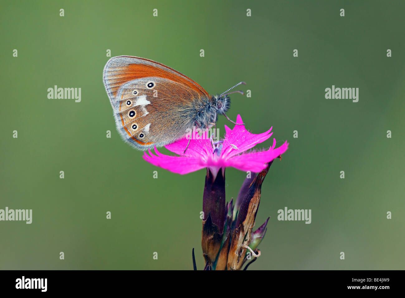 Castaño Coenonympha glycerion Heath (mariposas) en un florecimiento de la cartuja rosa (Dianthus carthusianorum) Foto de stock