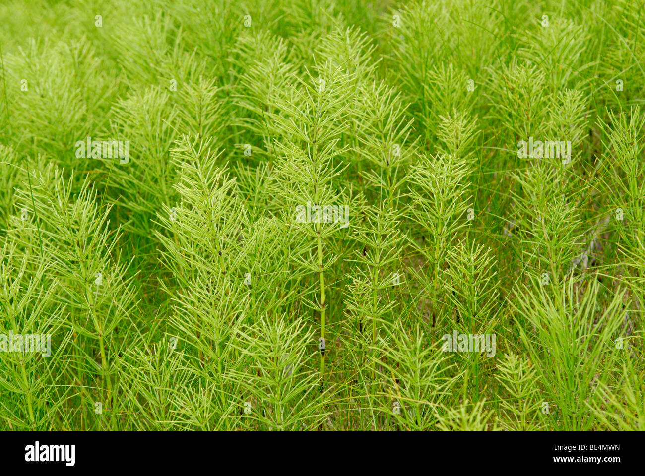 Campo Equiseto o cola de caballo (common Equiseto o cola de caballo), Equisetum arvense Foto de stock