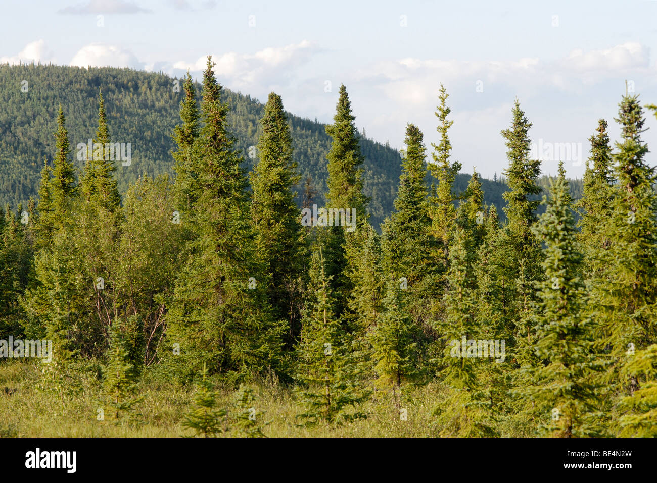 Black spruce, Picea mariana, bosque. El bosque boreal, la taiga. Foto de stock